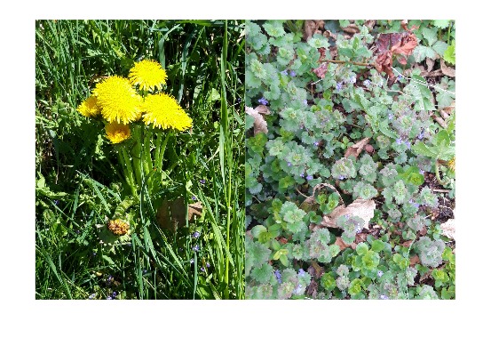 Kräuter am herbstlichen Flussufer