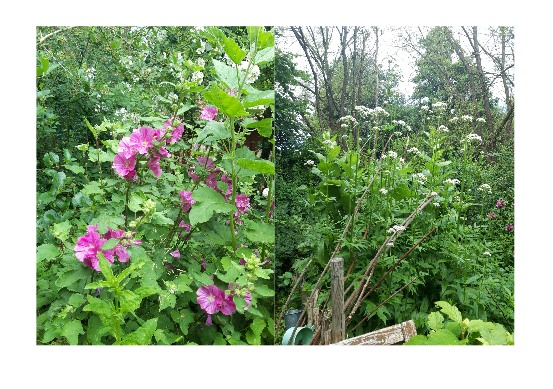 Korb mit Kräutern auf Wiese