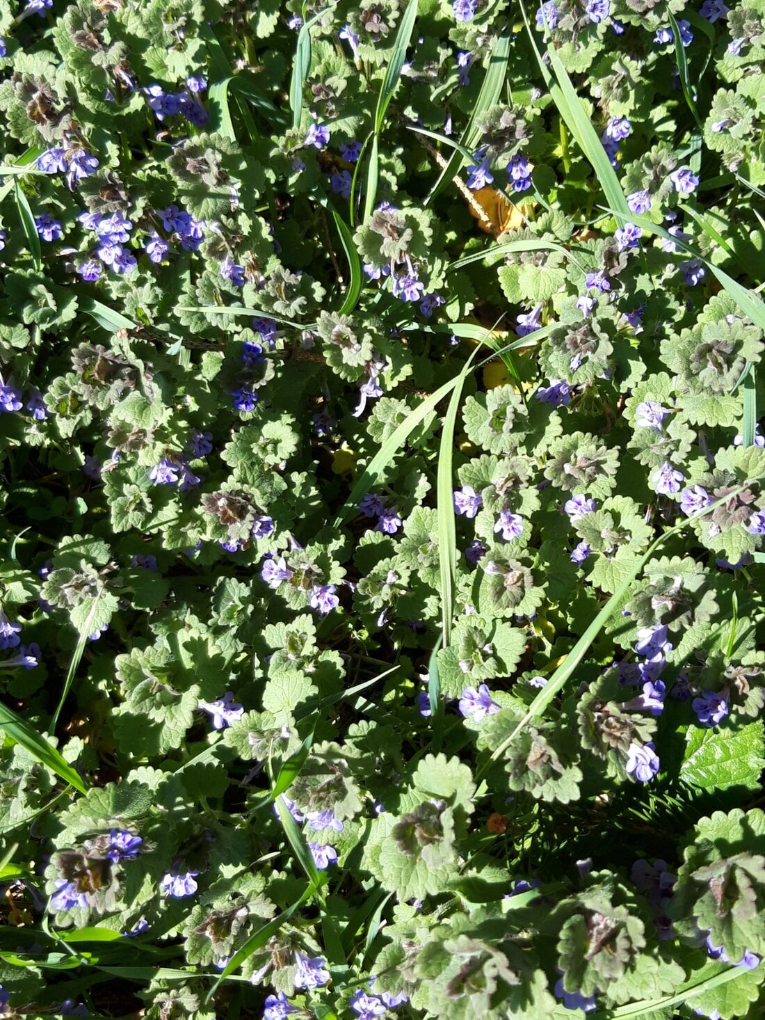 Kleine Gruppe auf einem Waldweg entdeckt Wildkräuter