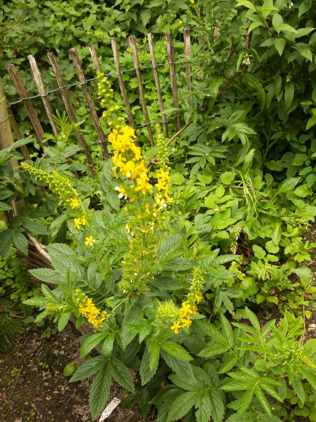 Familie bei einer Führung auf einer Wiese