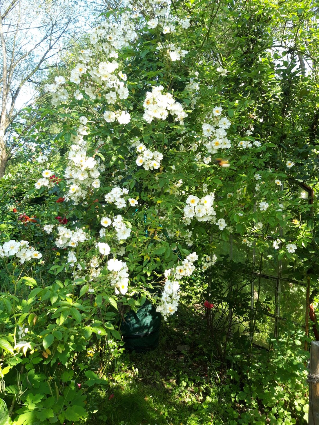 Zertifizierungsabzeichen auf grünem Naturhintergrund